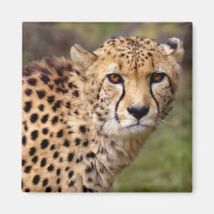 Cheetahmagnet Magnet