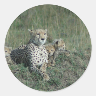 Cheetahmamma och henne tre ungar runt klistermärke