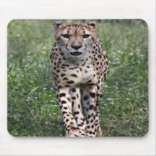 Cheetahmusen vadderar musmatta