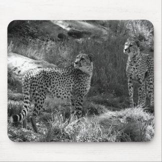 Cheetahmusen vadderar musmatta
