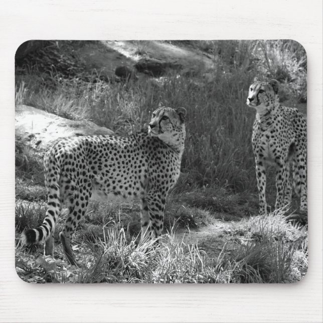 Cheetahmusen vadderar musmatta (Framsidan)