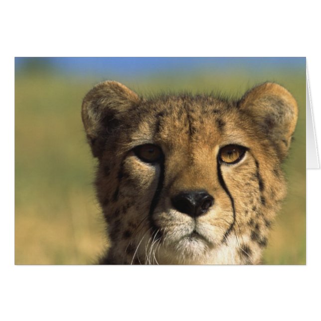 Cheetahnärbild Hälsningskort (Framsidan Horizontal)
