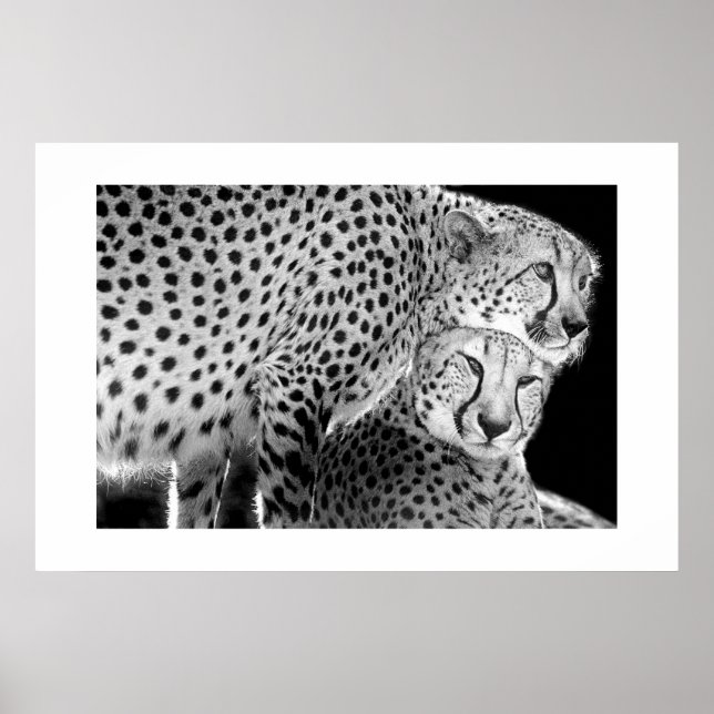 Cheetahs #1 poster (Framsidan)
