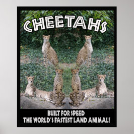 CHEETAHS - BYGGT FÖR HASTIGHET POSTER