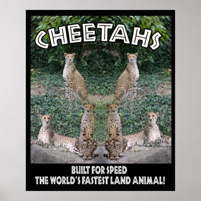 CHEETAHS - BYGGT FÖR HASTIGHET POSTER (Framsidan)