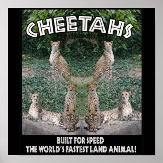 CHEETAHS - BYGGT FÖR HASTIGHET POSTER