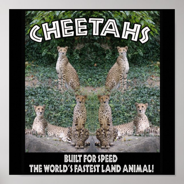 CHEETAHS - BYGGT FÖR HASTIGHET POSTER (Framsidan)