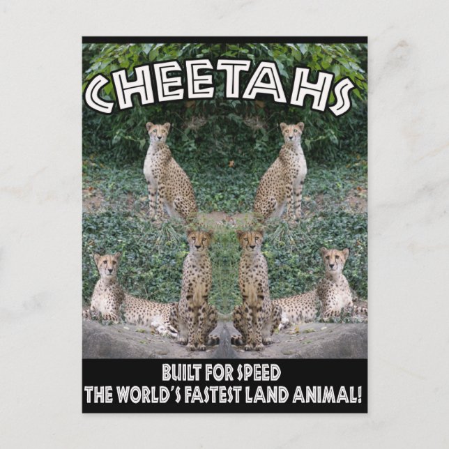 CHEETAHS - BYGGT FÖR HASTIGHET VYKORT (Framsida)