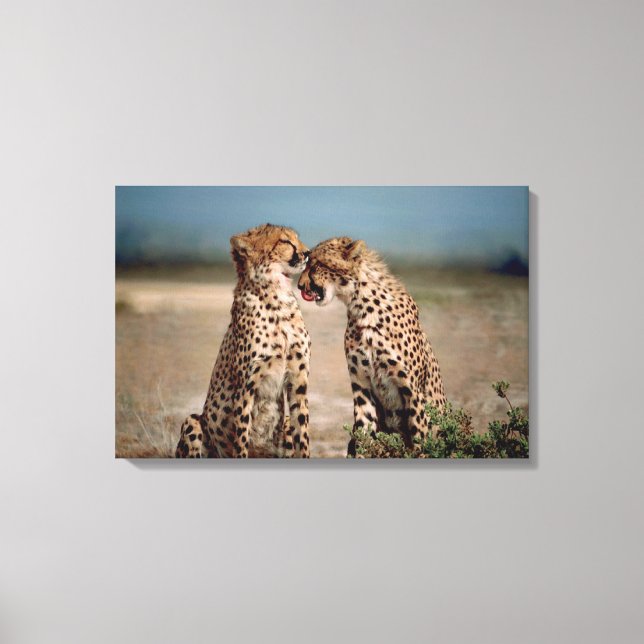 Cheetahs Canvastryck (Framsida)