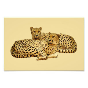 Cheetahs Fototryck