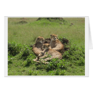 Cheetahs Hälsningskort