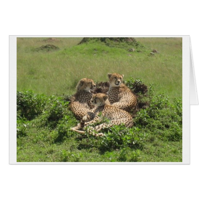 Cheetahs Hälsningskort (Framsidan Horizontal)