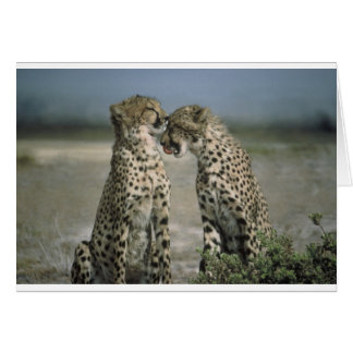 cheetahs hälsningskort