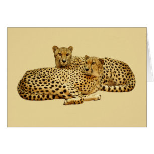 Cheetahs Hälsningskort
