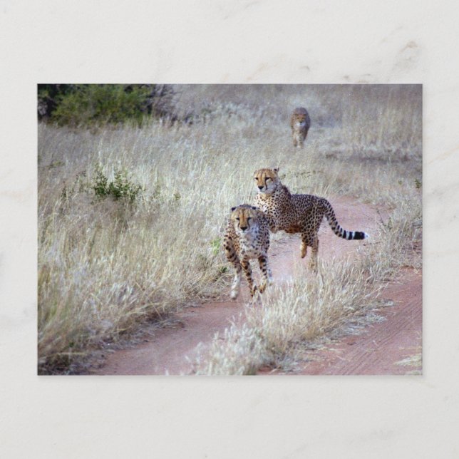 Cheetahs i Namibia Vykort (Framsida)