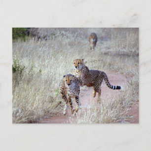 Cheetahs i Namibia Vykort
