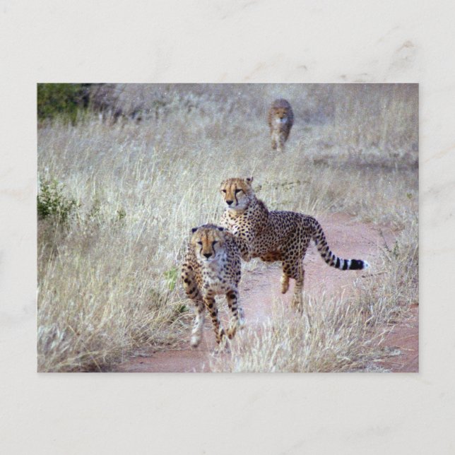 Cheetahs i Namibia Vykort (Framsida)