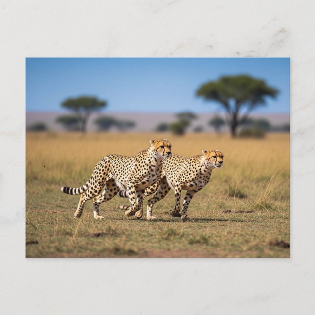 Cheetahs i Serengeti nationalpark Tanzania Vykort (Framsida)