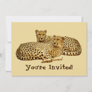 Cheetahs Inbjudningar
