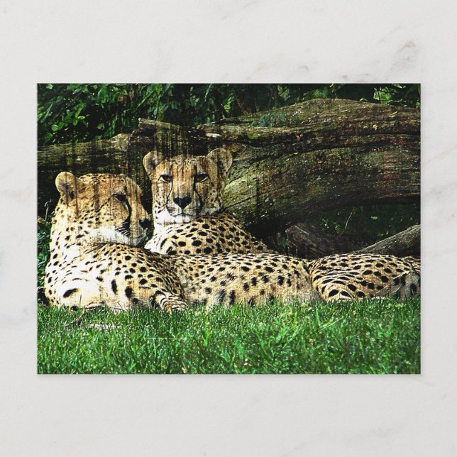Cheetahs Lounging Grunge Vykort (Framsida)