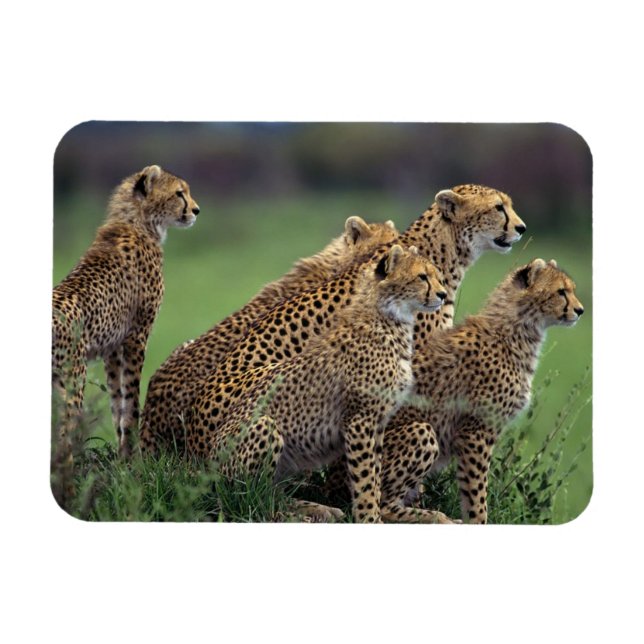 Cheetahs Magnet (Horisontell)
