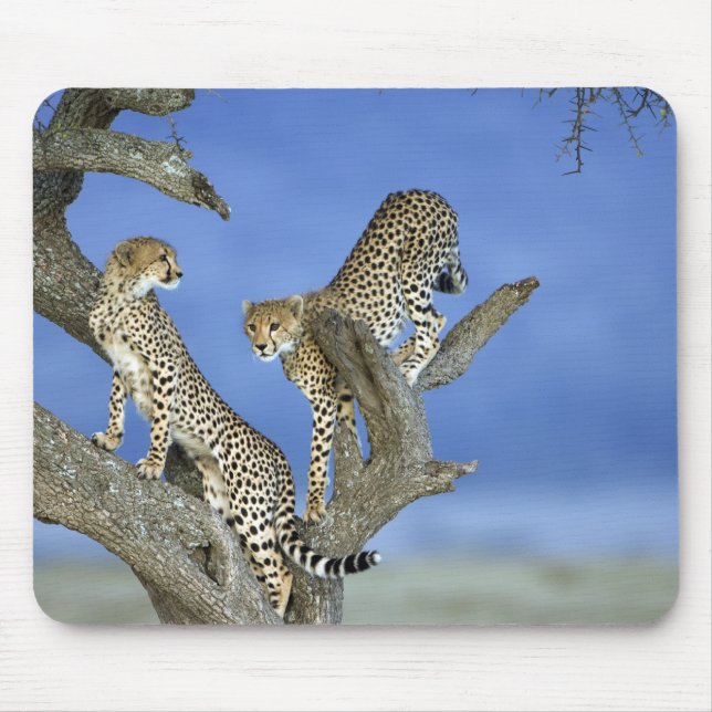 Cheetahs Musmatta (Framsidan)