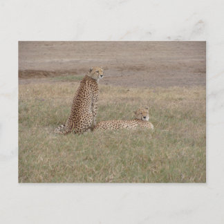Cheetahs-Ngorongoro Crater Vykort