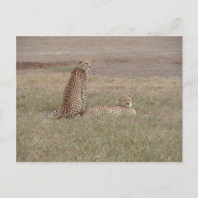 Cheetahs-Ngorongoro Crater Vykort (Framsida)