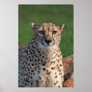 Cheetahs officiella tidning poster