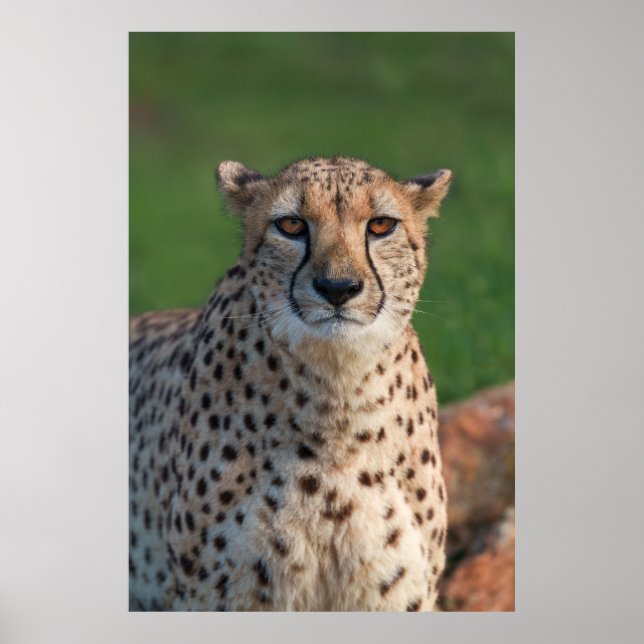 Cheetahs officiella tidning poster (Framsidan)