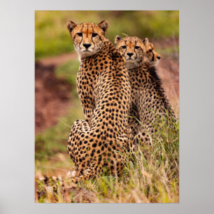 Cheetahs Poster