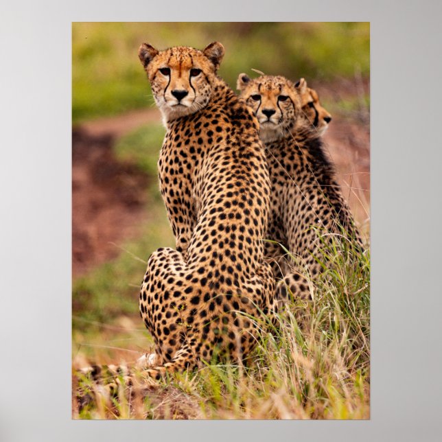 Cheetahs Poster (Framsidan)