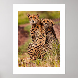Cheetahs Poster