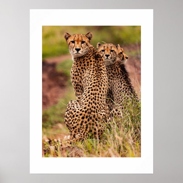 Cheetahs Poster (Framsidan)
