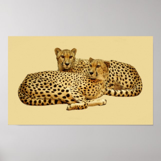 Cheetahs Poster (Framsidan)