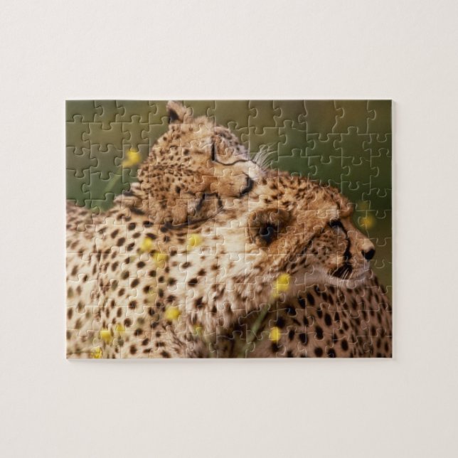 Cheetahs Puzzle Pussel (Horisontell)