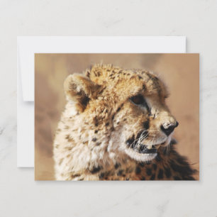 Cheetahs skönhet i Afrika