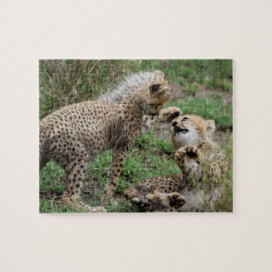 Cheetahs som leker pussel