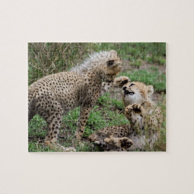 Cheetahs som leker pussel (Horisontell)