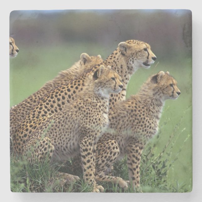 Cheetahs Stone Underlägg (Framsidan)