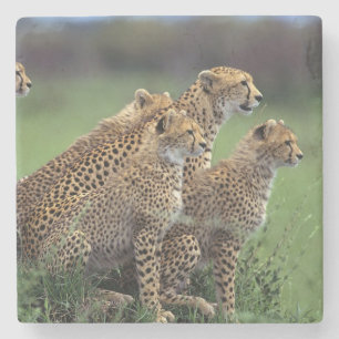 Cheetahs Stone Underlägg Sten