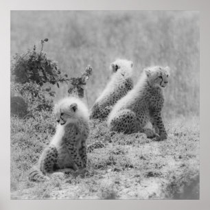 Cheetahs unge poster