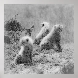 Cheetahs unge poster