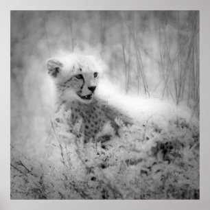 Cheetahs unge poster
