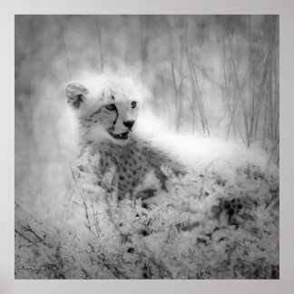 Cheetahs unge poster