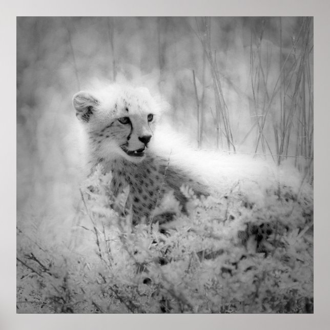 Cheetahs unge poster (Framsidan)