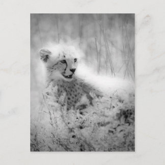 Cheetahs unge vykort