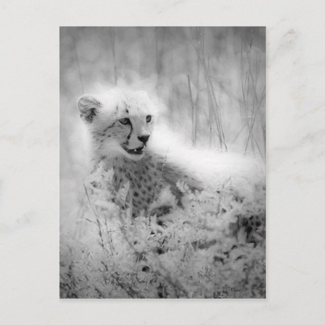 Cheetahs unge vykort (Framsida)