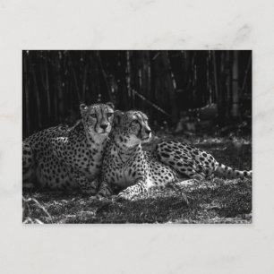 Cheetahs vycard vykort