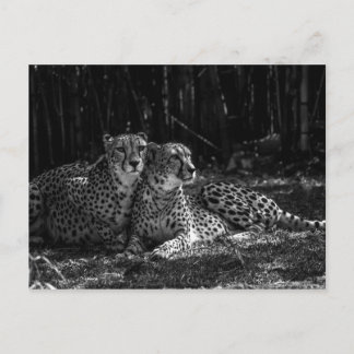 Cheetahs vycard vykort